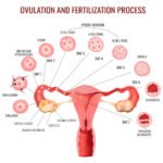 ovulation-and-fertilization-Process