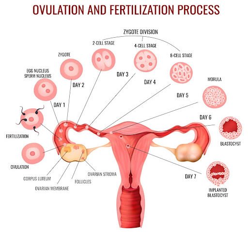 ovulation-and-fertilization-Process
